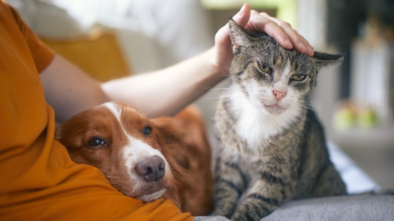 Owner with cat and dog