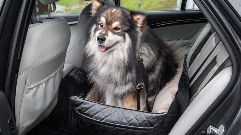 Dog in soft car carrier