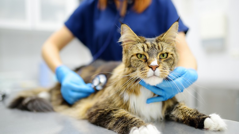 Vet examining a cat