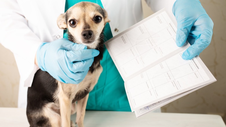 Dog with health certificate