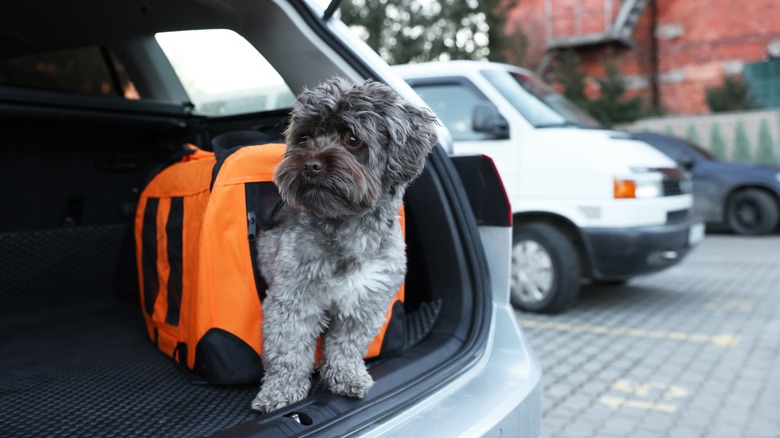 Dog half inside pet carrier