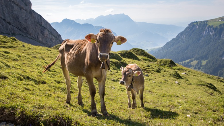 Cows in Swiss Alps