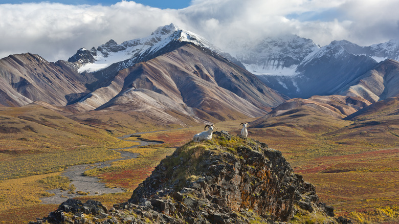 goats sitting in front of snowy mountains