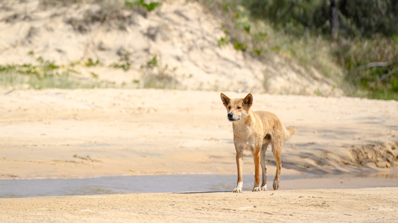 dingo on Fraser Island