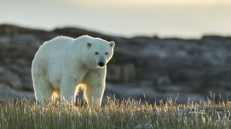 polar bear in the grass