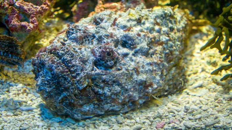 Stonefish 