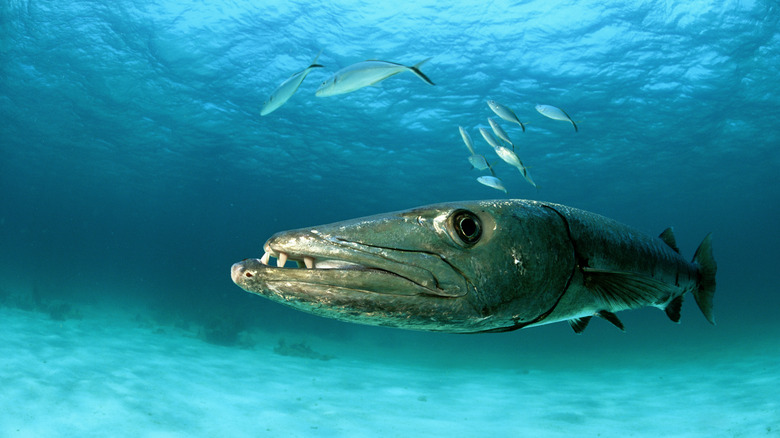 Barracuda swimming in ocean