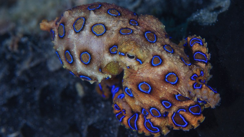 Blue-ringed octopus in ocean