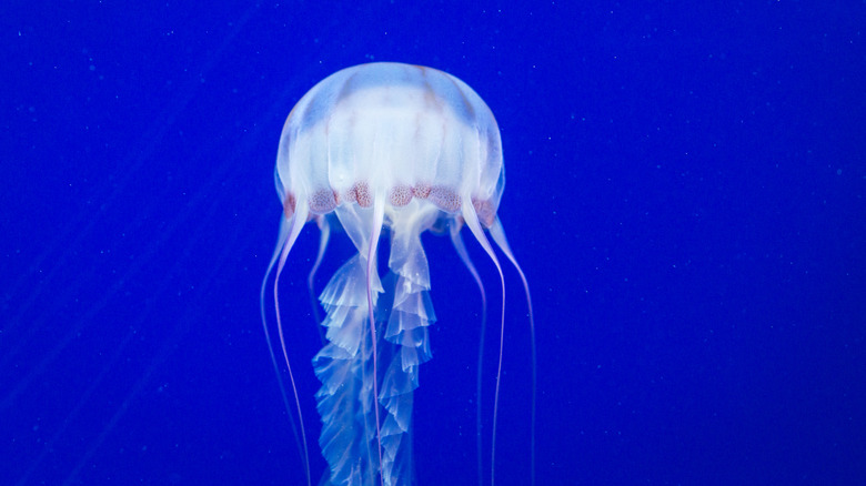 Box jellyfish swimming