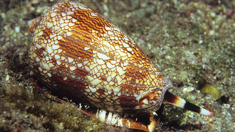 Close up of cone snail