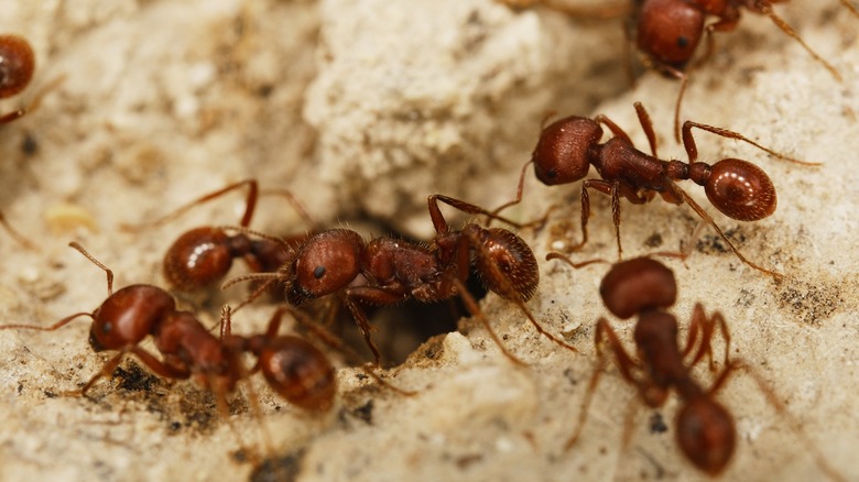 Closeup of fire ants