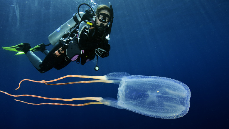 Diver with a box jellyfish