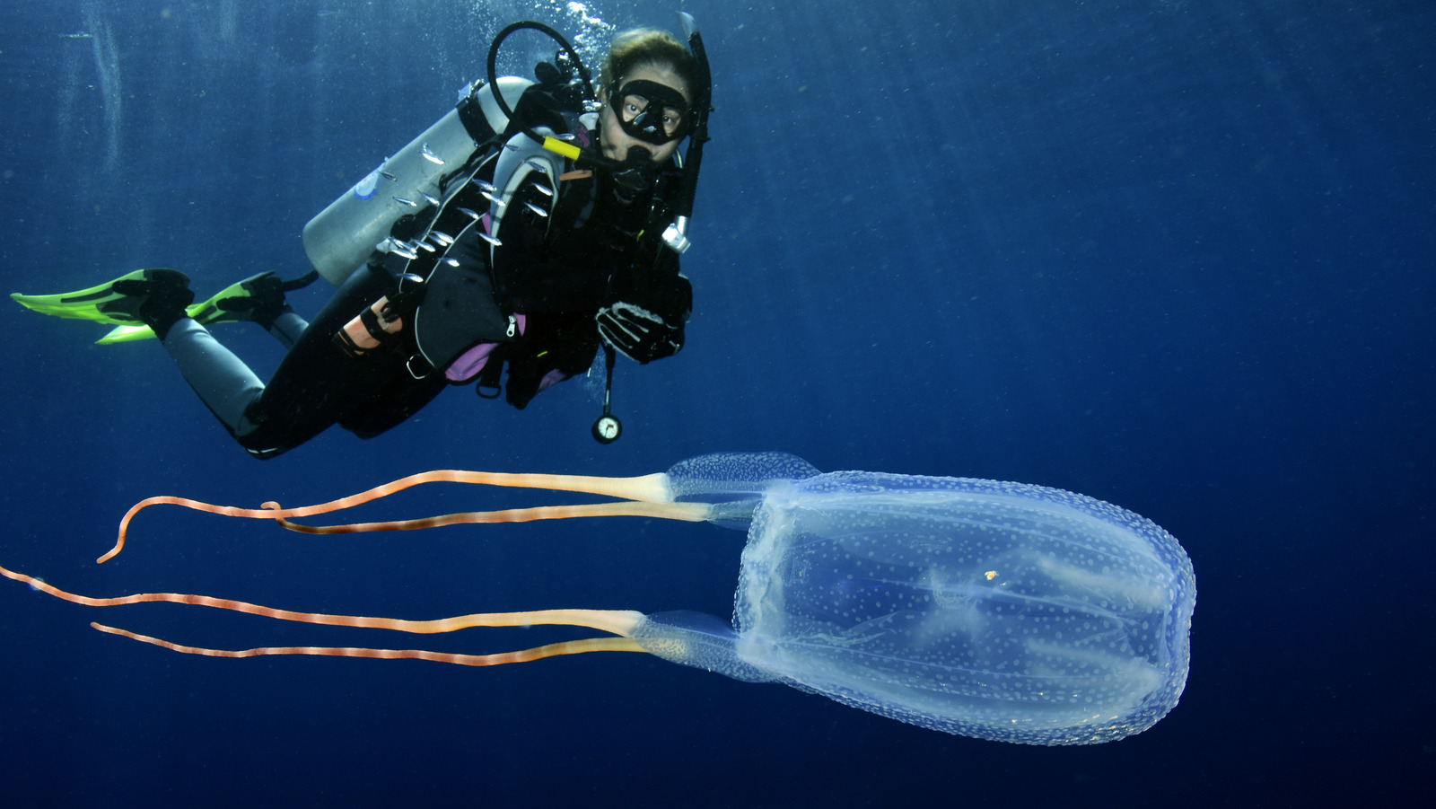 The Most Dangerous Creatures You're Likely To Encounter On A Beach Vacation