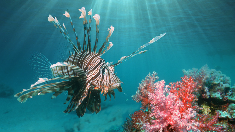 Lionfish in the ocean