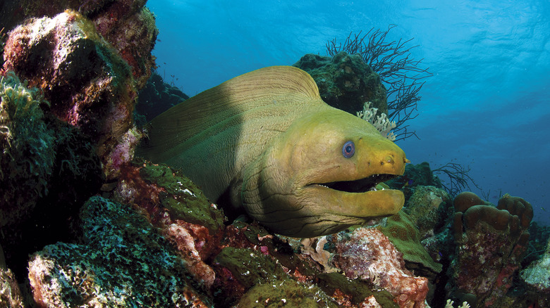 Moray eel swimming