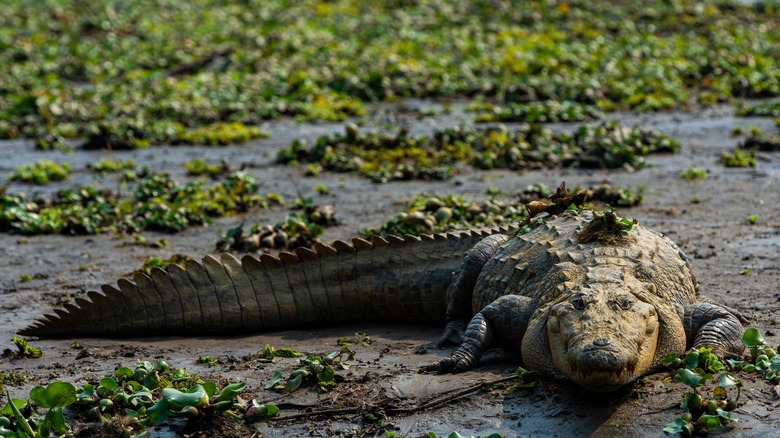 Saltwater crocodile in the wild