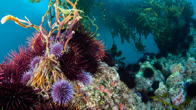 Sea urchins on a reef