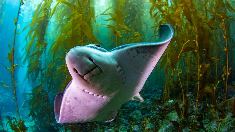 Stingray swimming near seaweed