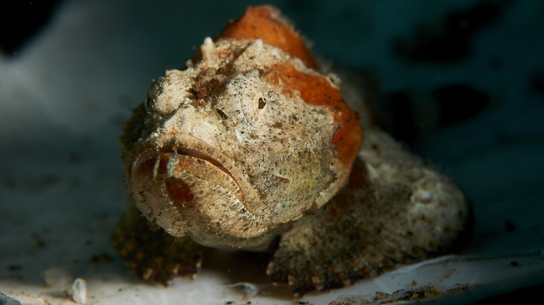 Stonefish in the dark