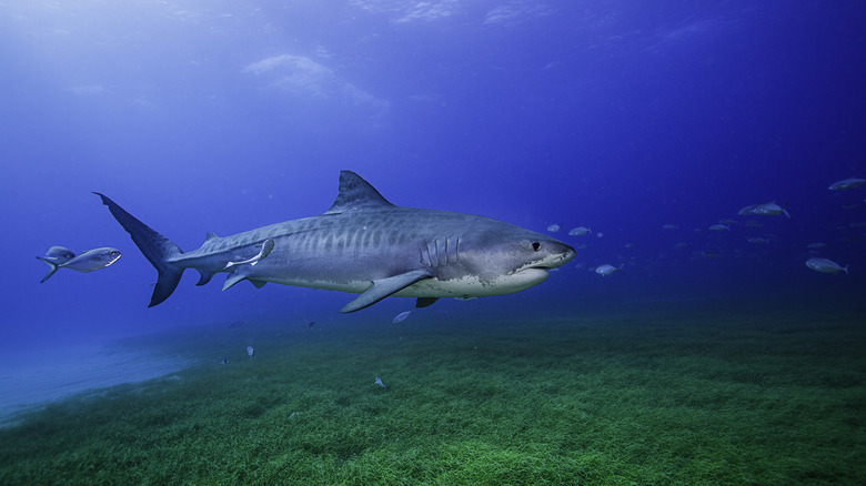 Tiger shark swimming in ocean