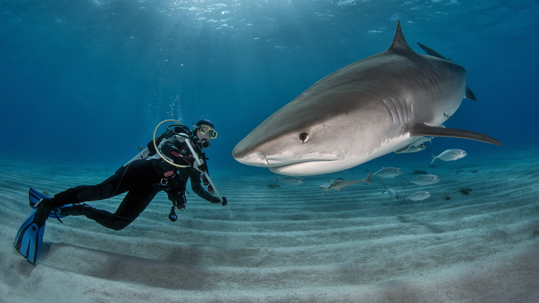 Diver with Tiger shark 