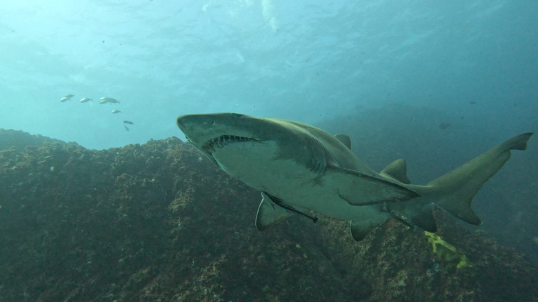 Shark in Byron Bay