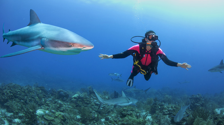 Diver swimming near a shark 