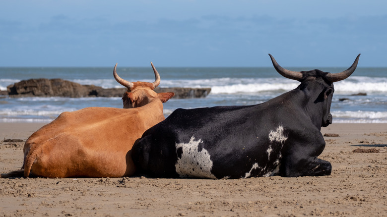 Port St Johns Second Beach cows