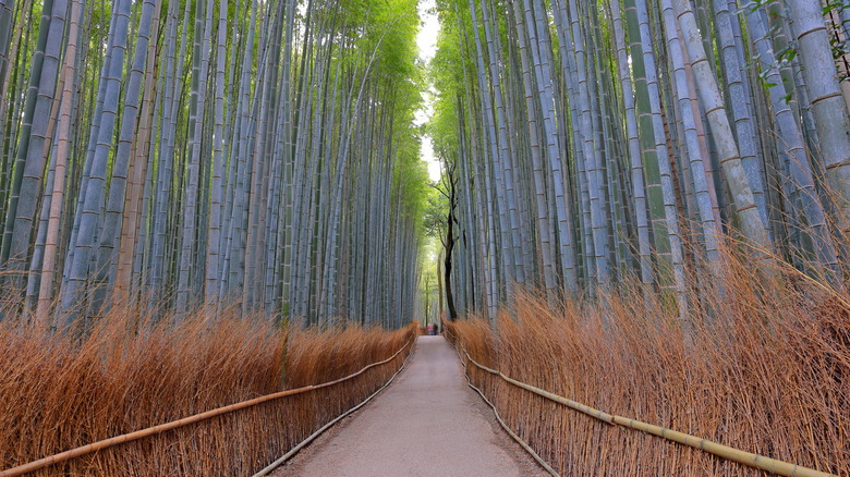 Arashiyama Bamboo Grove in Kyoto, Japan