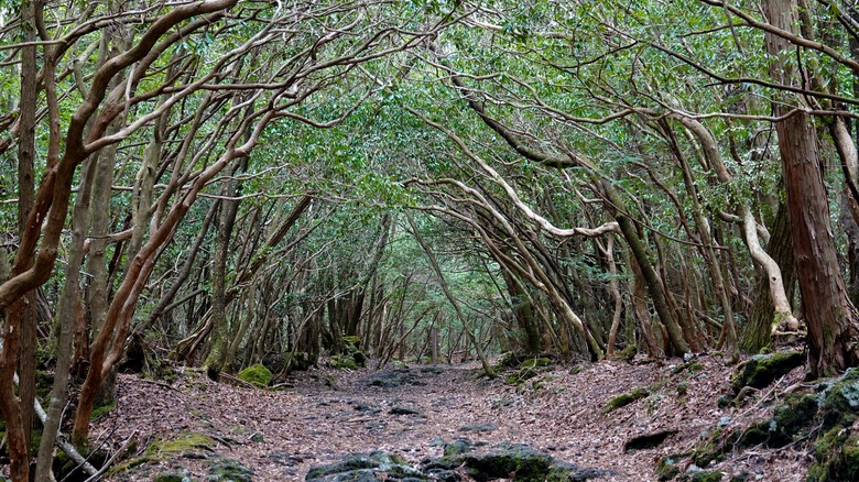 Aokigahara Forest in Japan