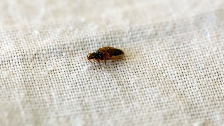 A bed bug on a sheet.