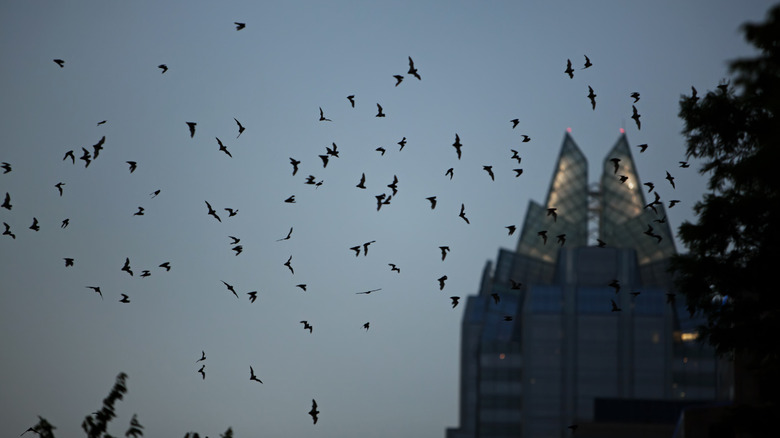 Bats flying over Austin, Texas