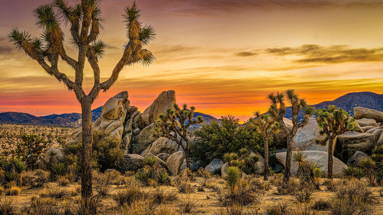 Joshua Tree sunset