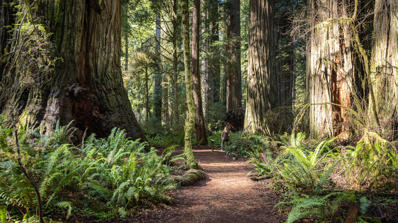 Jedediah Smith Redwoods State Park