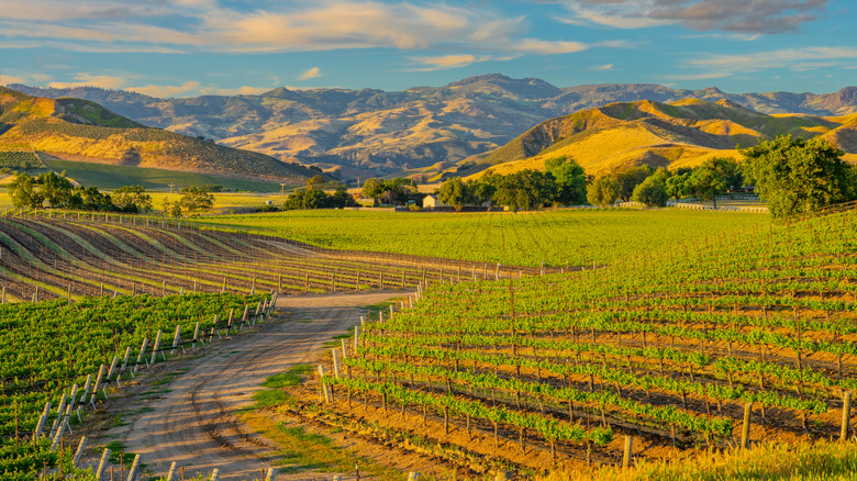 Santa Ynez Valley vineyard