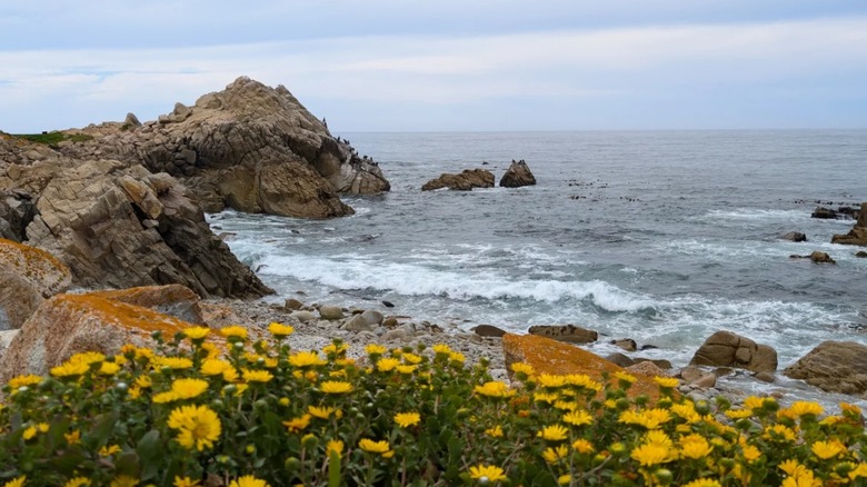 California coastline and dandelions near Lone Cypress