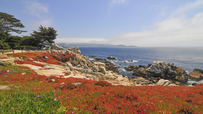 Park at Lone Cypress in Pebble Beach