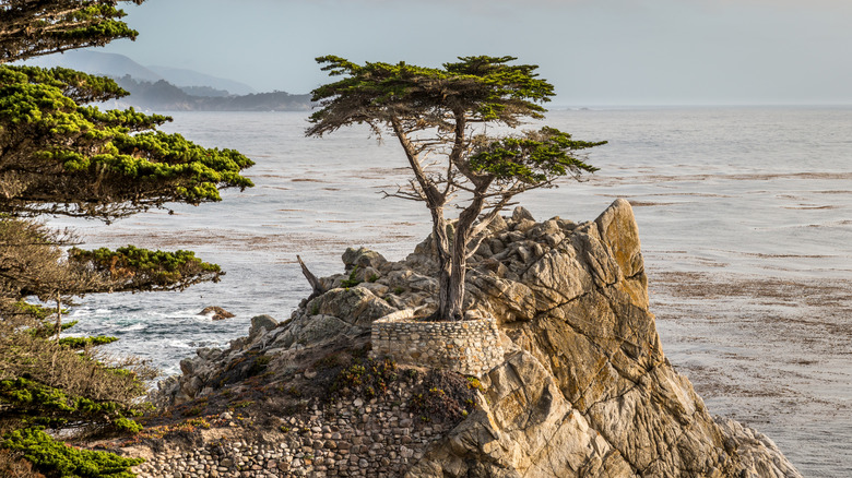 Lone Cypress on cliff overlooking Monterey coastline