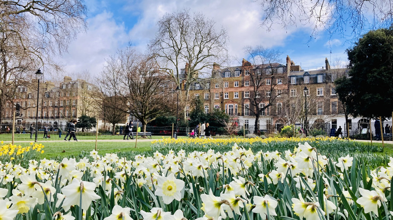 flowering park near building