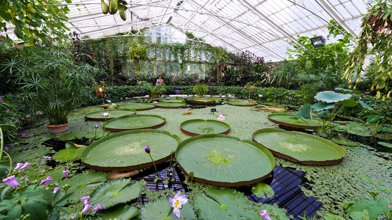 Lily pond in Kew Gardens