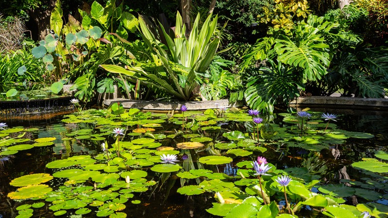 Green lily ponds in the Kampong Botanical Garden