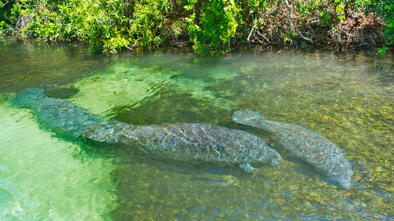 manatees underwater in Weeki Wachee Springs State Park