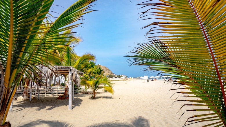 palm trees on Peru beach