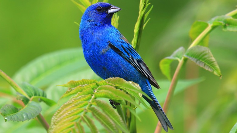 Indigo bunting perched in the leaves