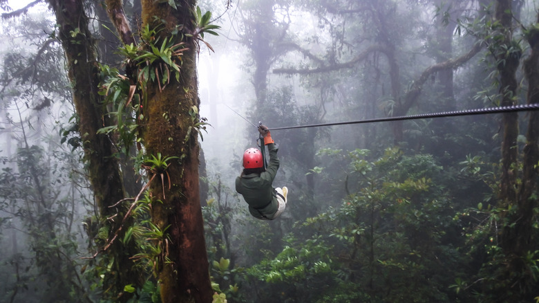 Zipline in a rainforest