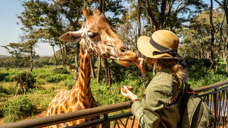 Woman feeding a giraffe during a safari in Kenya