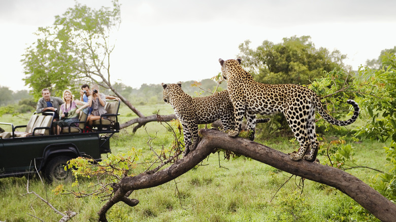 People spotting two leopards on a tree during safari