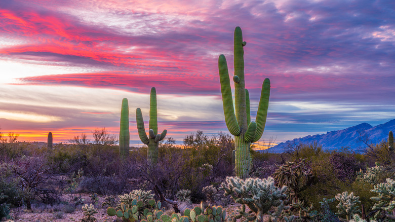 cactus in Tucson desert sunset