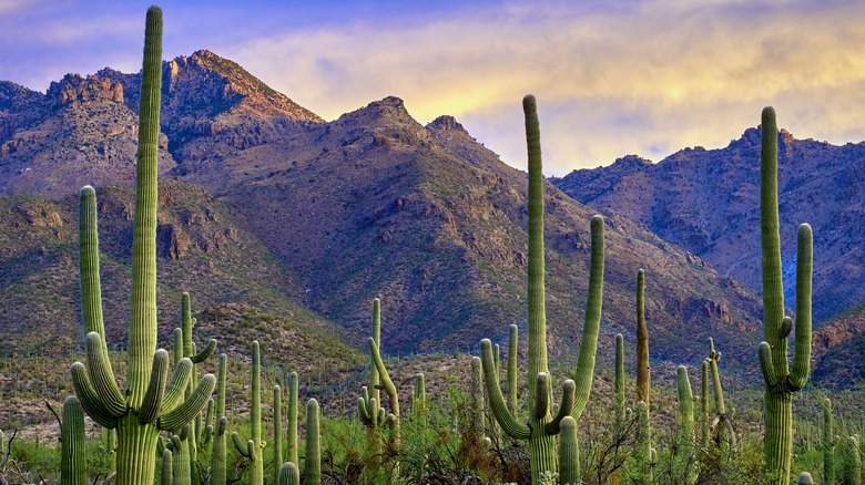 Catalina State Park