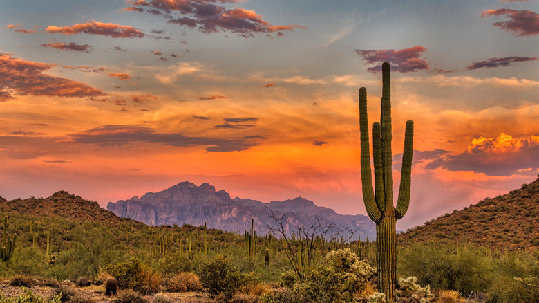 sunset in Arizona Sonoran desert